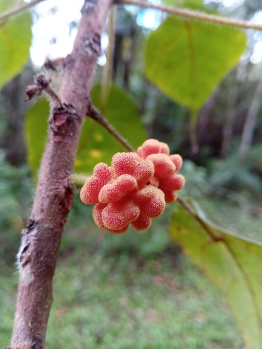 Macaranga cuspidata image