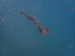 Carpophyllum plumosum