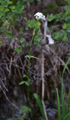 Valeriana dubia