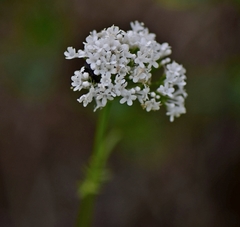 Valeriana dubia