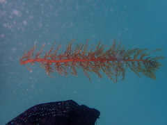 Carpophyllum plumosum