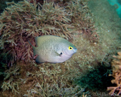 Plectroglyphidodon marginatus
