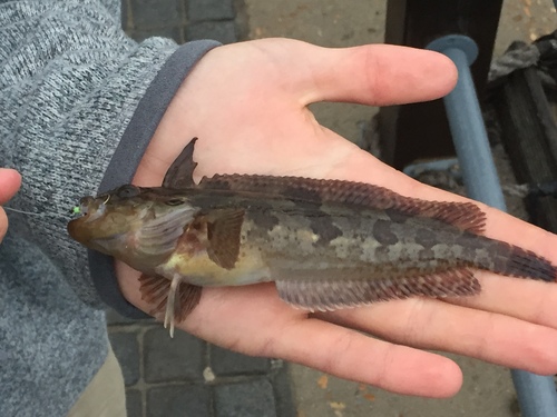Super klipfish (Clinus superciliosus) — Clinidae — 2