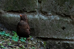 Turdus merula