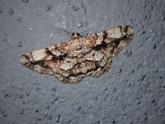 Peribatodes umbraria