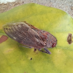 Platypleura capensis