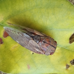 Platypleura capensis