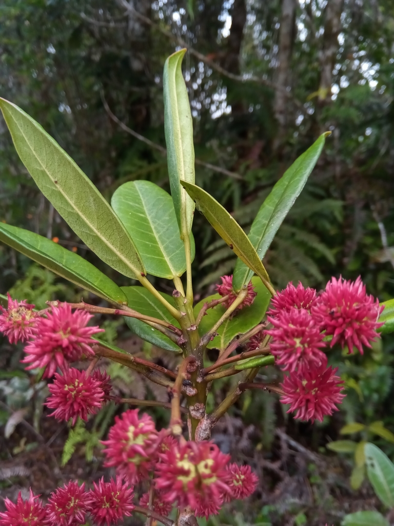 Macaranga obovata