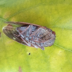 Platypleura capensis