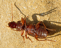 Scybalicus oblongiusculus