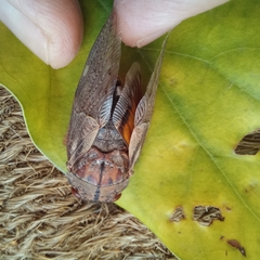 Platypleura capensis