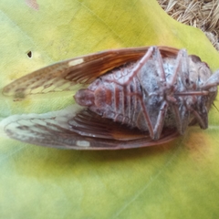 Platypleura capensis