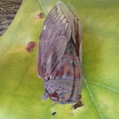 Platypleura capensis