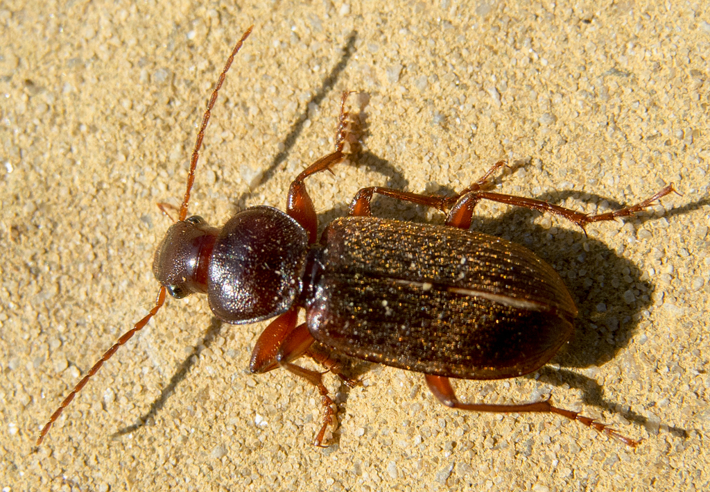 Scybalicus