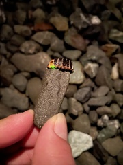 Pterotus obscuripennis