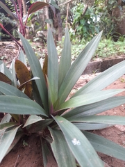 Tradescantia spathacea