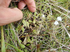 Mazus novaezeelandiae impolitus