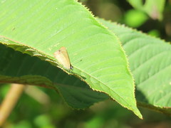 Heliophorus