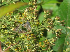 Papilio epycides