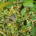 Papilio epycides camilla - Photo (c) Julia Wittmann, algunos derechos reservados (CC BY), subido por Julia Wittmann