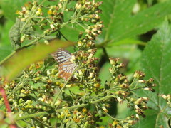 Papilio epycides