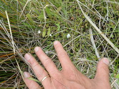 Mazus novaezeelandiae impolitus