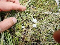 Mazus novaezeelandiae impolitus