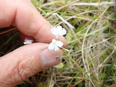 Mazus novaezeelandiae impolitus