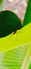 Nerioidea