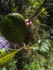 Psychotria bullulata image