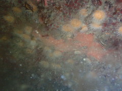Notoclinops segmentatus