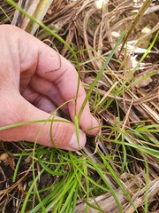 Carex longifructus