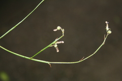 Lobelia linearis
