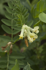 Vicia balansae