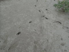 Rusa
