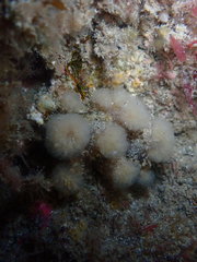 Pseudodistoma opacum