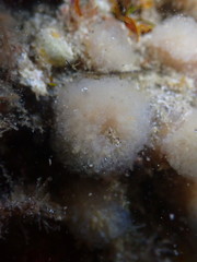 Pseudodistoma opacum