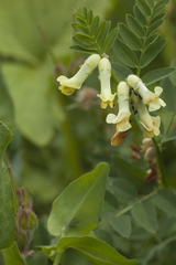 Vicia balansae