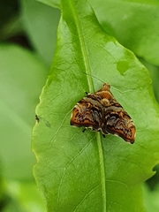 Choreutis periploca