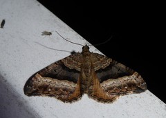 Hydriomena deltoidata