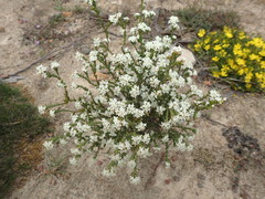 Pimelea phylicoides