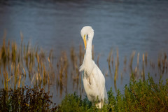 Ardea alba