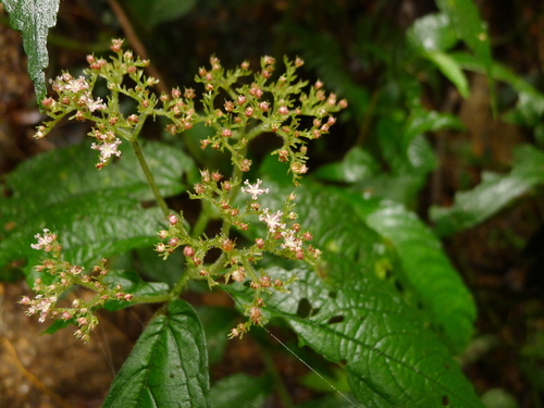 Pellionia radicans iNat (3)
