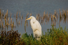 Ardea alba