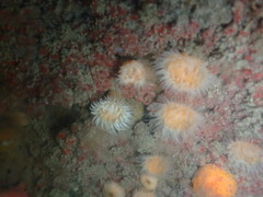 Metandrocarpa protostigmatica
