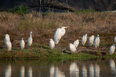 Ardea alba