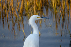 Egretta thula