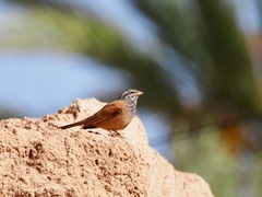 Emberiza sahari