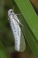 Yponomeuta malinellus