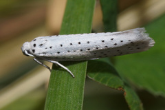 Yponomeuta malinellus